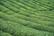 Rows of Turkish black tea plantations cultivated on a field in Cayeli area Rize province