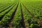 Rows of turnip plants in a field