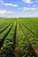 Rows of turnip plants in a field