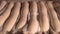 Rows of uncooked dough loaves in bread production factory to next phase of baking.