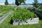 Rows of vegetable beds in outdoor community garden.