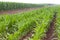 Rows of vegetable crops