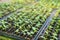 Rows of vegetable seedling in plastic seedling tray