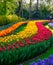 Rows of vibrant colour tulips on display at Keukenhof Gardens, Lisse, South Holland. Photographed in HDR high dynamic range.