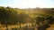 Rows of vines bearing fruit in vineyard