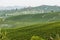 Rows of vines of black nebbiolo grapes with green leaves in the vineyards, Piemonte, Langhe wine district