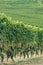 Rows of vines of black nebbiolo grapes with green leaves in the vineyards, Piemonte, Langhe wine district