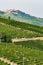 Rows of vines of black nebbiolo grapes with green leaves in the vineyards, Piemonte, Langhe wine district