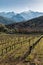 Rows of vines in Corsican vineyard and snow covered mountains