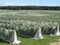 Rows of vines covered with netting