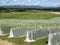 Rows of vines covered with netting