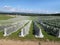 Rows of vines covered with netting