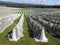 Rows of vines covered with netting