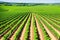 rows of vines in a field.