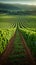 Rows of vines fill green field, ready for bountiful harvesting