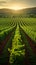 Rows of vines fill green field, ready for bountiful harvesting