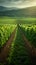 Rows of vines fill green field, ready for bountiful harvesting