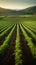 Rows of vines fill green field, ready for bountiful harvesting