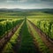 Rows of vines fill green field, ready for bountiful harvesting