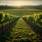 Rows of vines fill green field, ready for bountiful harvesting