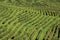 Rows of vines in the hills of Prosecco, Italy