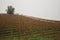 Rows of vines over hill in a foggy day