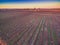 Rows of vines in South Australian vineyards in winter.