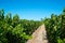 Rows of vines in stellenbosch vineyard