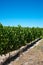 Rows of vines in stellenbosch vineyard