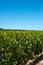 Rows of vines in stellenbosch vineyard