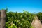 Rows of vines in stellenbosch vineyard