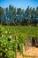 Rows of vines in stellenbosch vineyard