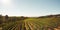 Rows of vines in vineyard