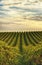 Rows of vines at vineyard in McLaren Vale, South Australia