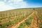 Rows of vines at vineyard in Western Ukraine