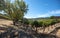 Rows of vines in vineyard in wine country under blue skies