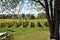 Rows of vineyard, and big tree trunks