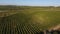 Rows of vineyard before harvesting