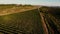 Rows of vineyard before harvesting