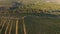 Rows of vineyard before harvesting, drone view