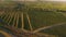 Rows of vineyard before harvesting, drone view