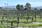 Rows in the vineyard surrounded by greens in the countryside