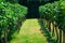 Rows of vineyard white grape vines. Summer background