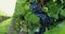 Rows of vineyards with blue grapes