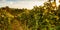 Rows of vineyards at sunset