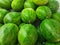 Rows of watermelon fruit