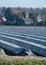 Rows on white asparagus fields covered with plastic film, begin of new asparagus season on asparagus farm in Netherlands, country