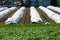 Rows of white asparagus plants growing under plastic film on small farm