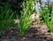 Rows of white asparagus plants growing under plastic film on small farm