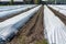 Rows of white asparagus plants growing under plastic film on small farm